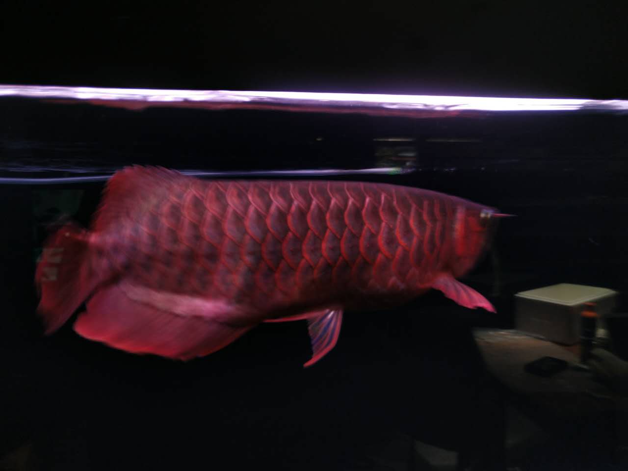webwxgetmsgimg (1).jpg 红龙鱼怎么养方法介绍