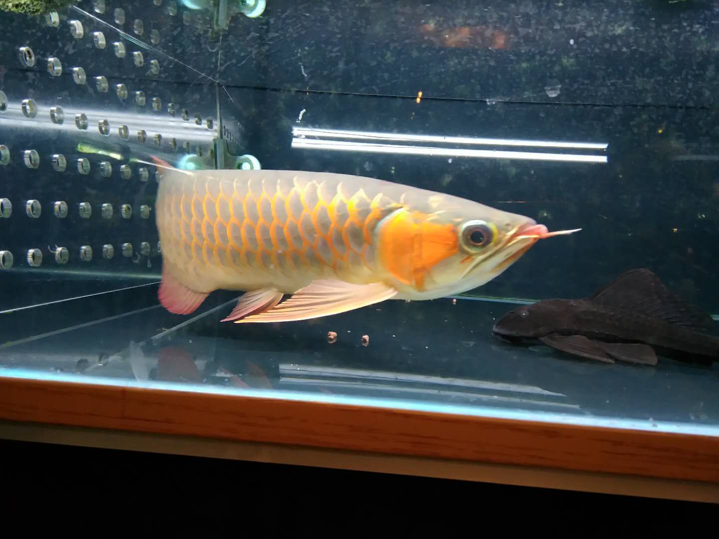  红龙鱼发色的几个阶段你了解多少