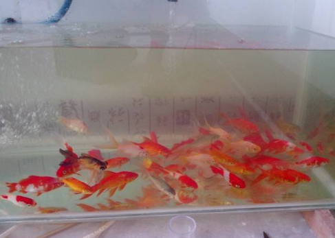 QQ图片20180925145913.png 龙鱼偏食了怎么办?如何快速改口?