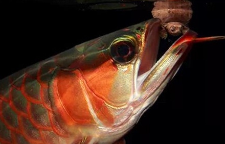 QQ图片20180925145832.png 龙鱼偏食了怎么办?如何快速改口?