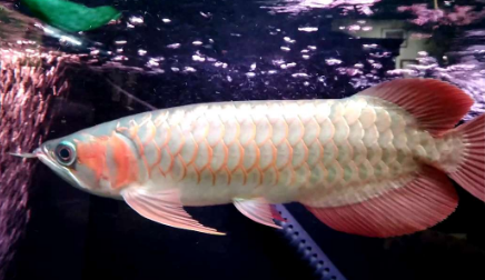 2.png 红龙鱼发色灯光很重要 诱色期用白灯