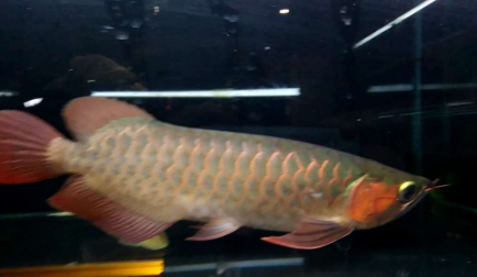 3.png 红龙鱼发色灯光很重要 诱色期用白灯