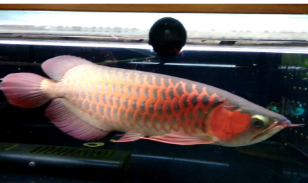 4.png 红龙鱼发色灯光很重要 诱色期用白灯