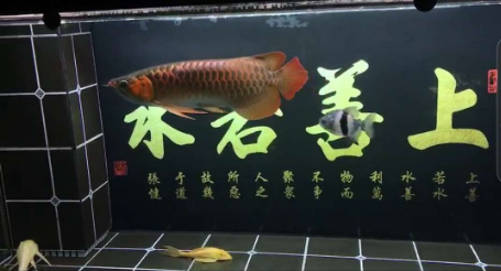 血墨红龙饲养半年彰显血统纯正