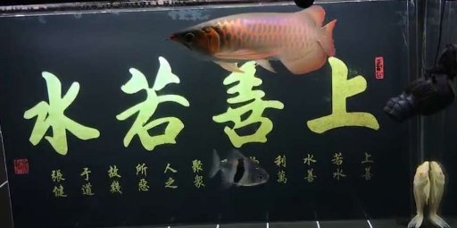 血墨红龙饲养半年彰显血统纯正