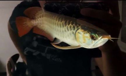 血墨红龙入缸反馈 无灯拍摄红龙发色更清楚