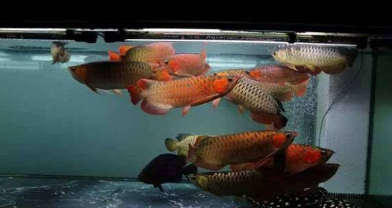 QQ图片20180913134540.png 红龙鱼发色至关重要三点 环境灯光水质