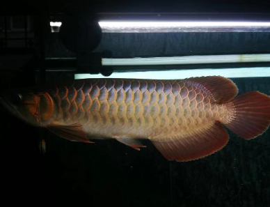 4.png 红龙鱼发色至关重要三点 环境灯光水质