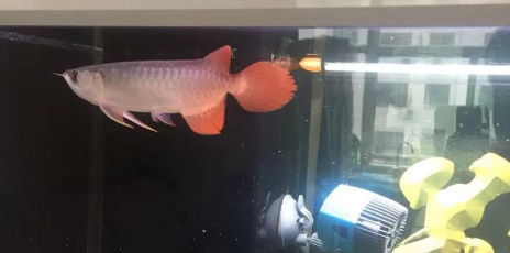 18.png 红龙鱼发色至关重要三点 环境灯光水质