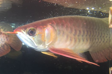 龙鱼常见病之一~~龙鱼腹水