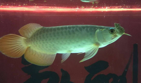 精彩瞬间血墨红龙一口吞小青蛙