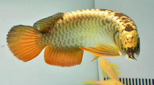 如何才能养出金质超群的金龙鱼